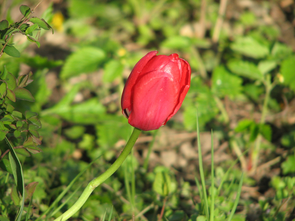 Tulpe rot kurz vorm öffnen