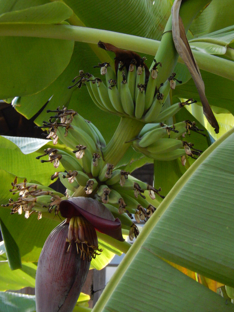 leil.de/di/pics/bananen_anbau_myanmar.jpg