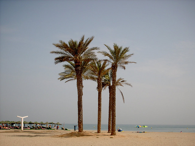 leil.de/di/pics/palmen_andalusien_2.jpg